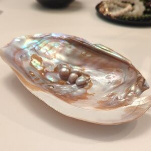 Accessories Jewelry Tray Real Shell